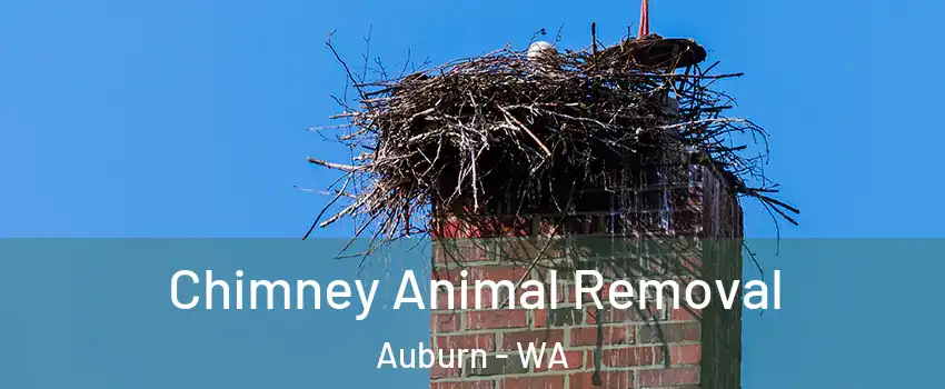  Chimney Animal Removal Auburn - WA